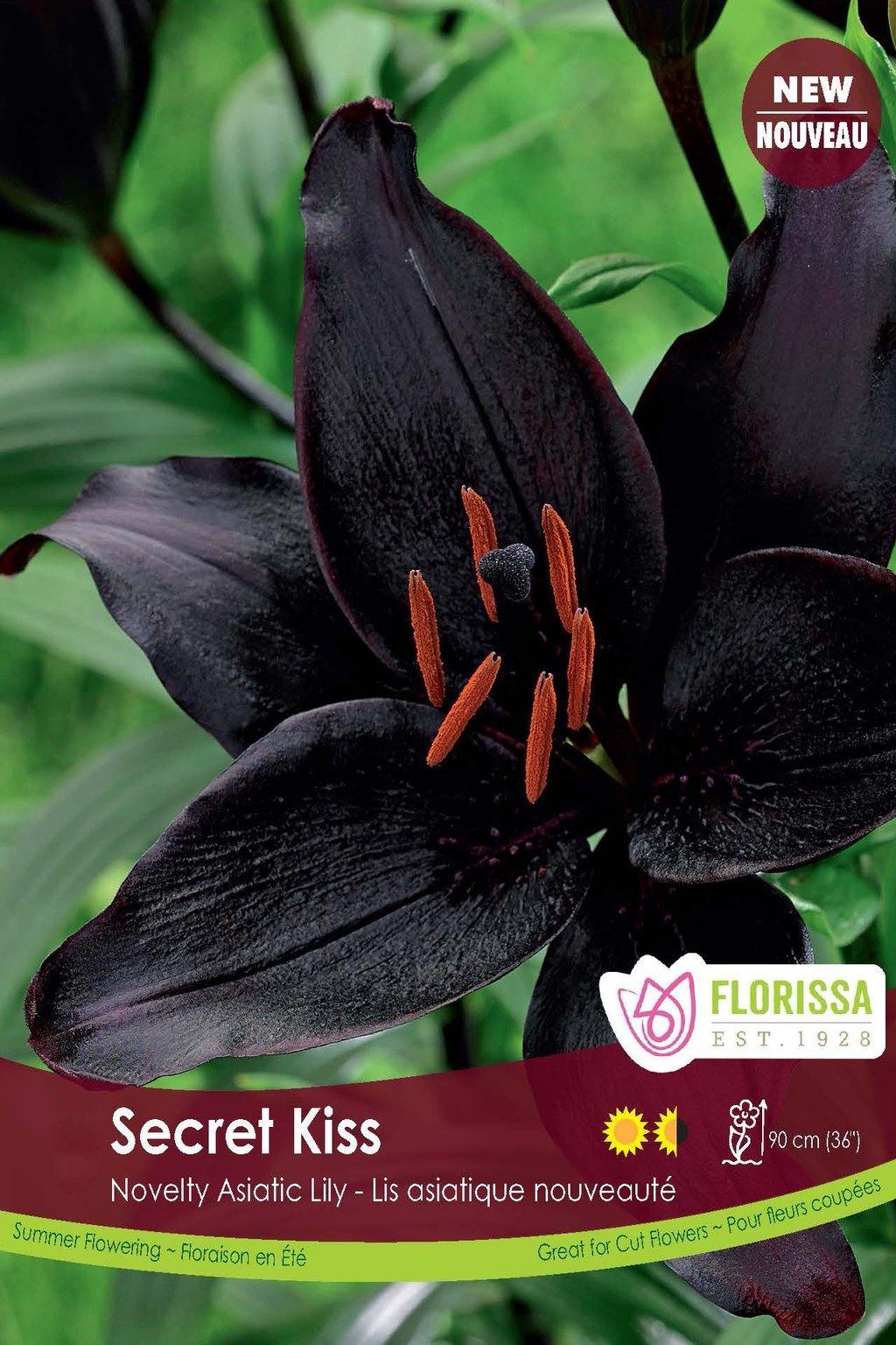 Lily, Asiatic - Secret Kiss Bulbs, 3 Pack - Floral Acres Greenhouse & Garden Centre