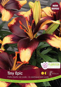 Lily, Patio Asiatic - Tiny Epic Bulbs, 3 Pack - Floral Acres Greenhouse & Garden Centre