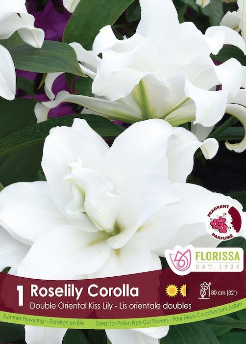 Lily, Dbl Oriental - Roselily Corolla Bulb, 1 Pack - Floral Acres Greenhouse & Garden Centre