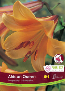 Lily, Trumpet - African Queen Bulb, 1 Pack - Floral Acres Greenhouse & Garden Centre