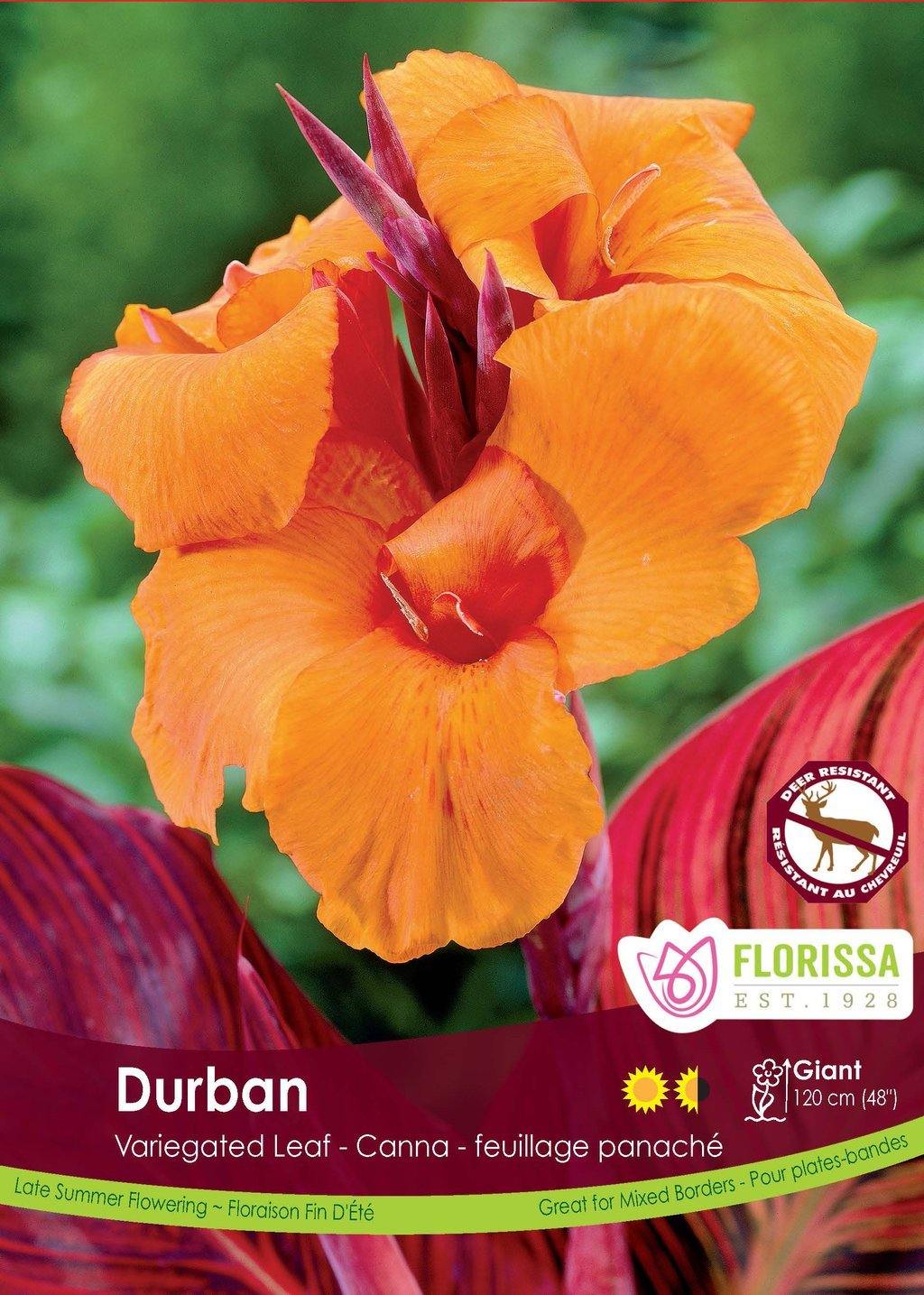 Canna Lily, Variegated Leaf - Durban Bulbs, 1pk - Floral Acres Greenhouse & Garden Centre