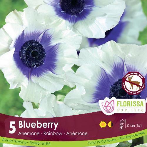 Anemone - Rainbow Blueberry Bulbs, 5 Pack - Floral Acres Greenhouse & Garden Centre