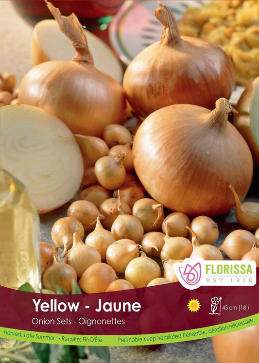 Onion - Stuttgart Yellow Bulbs, 80 Pack - Floral Acres Greenhouse & Garden Centre