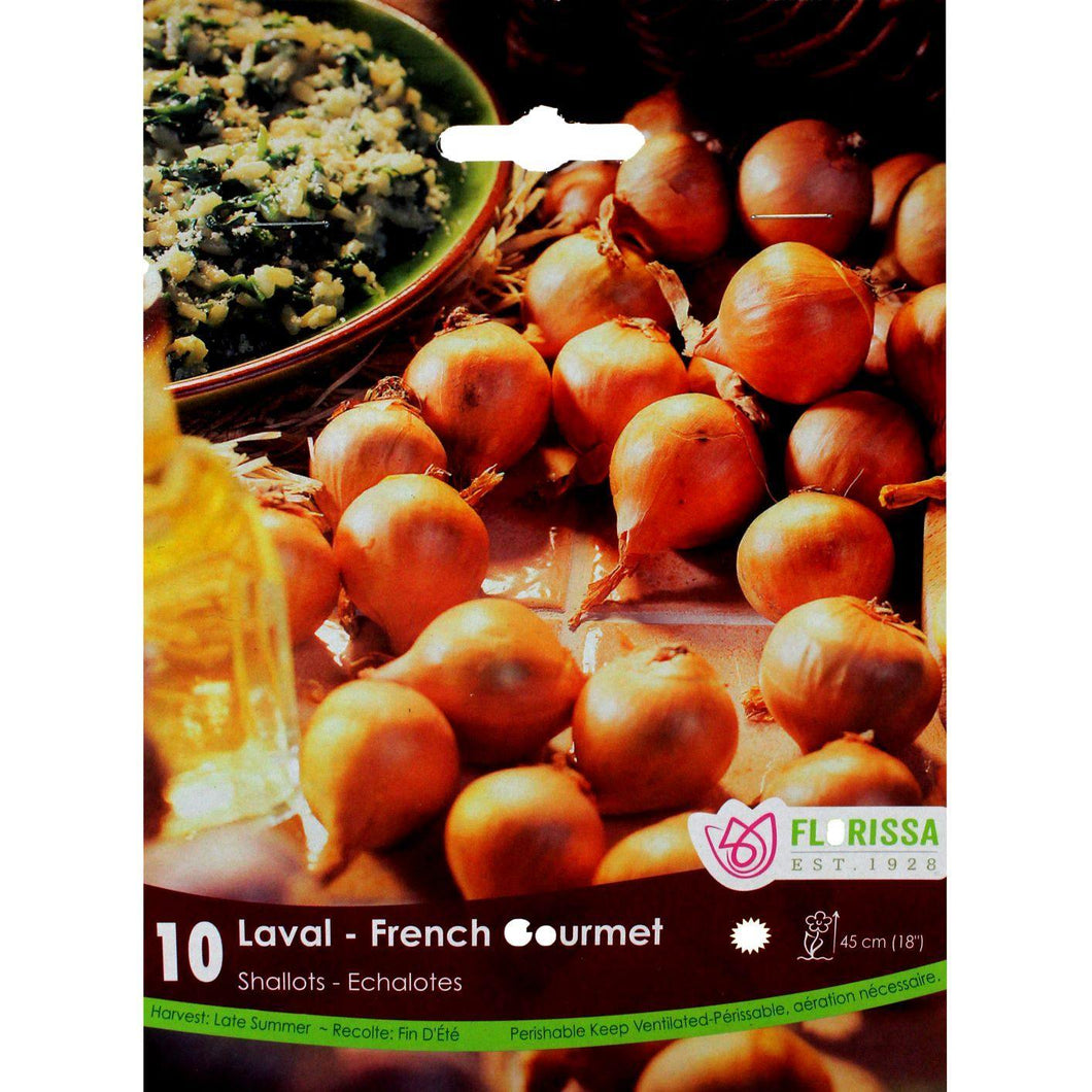 Shallot - French Gourmet Bulbs, 10 Pack - Floral Acres Greenhouse & Garden Centre
