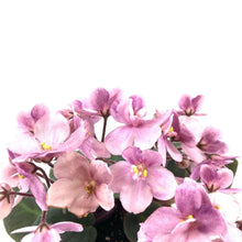 Load image into Gallery viewer, African Violet, 2.5in - Floral Acres Greenhouse &amp; Garden Centre
