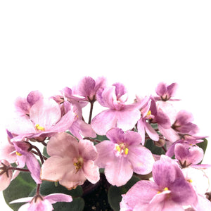 African Violet, 2.5in - Floral Acres Greenhouse & Garden Centre