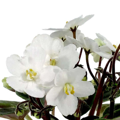 African Violet, 2.5in