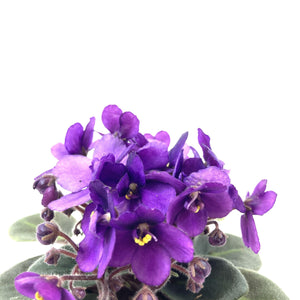 African Violet, 2.5in - Floral Acres Greenhouse & Garden Centre