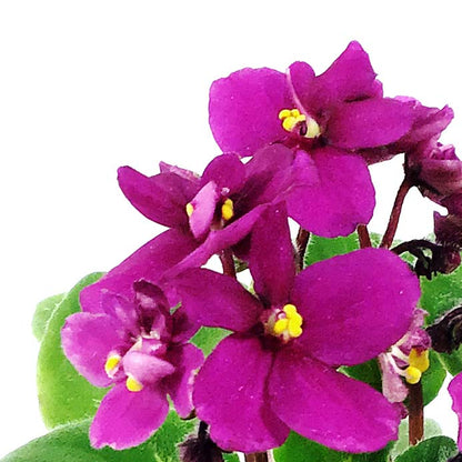 African Violet, 2.5in