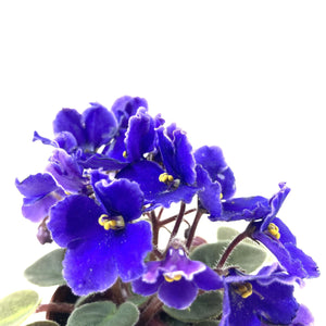 African Violet, 2.5in - Floral Acres Greenhouse & Garden Centre
