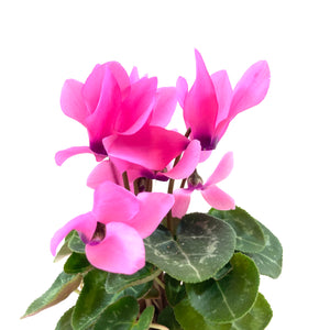 Cyclamen, 2.5in, Persicum - Floral Acres Greenhouse & Garden Centre