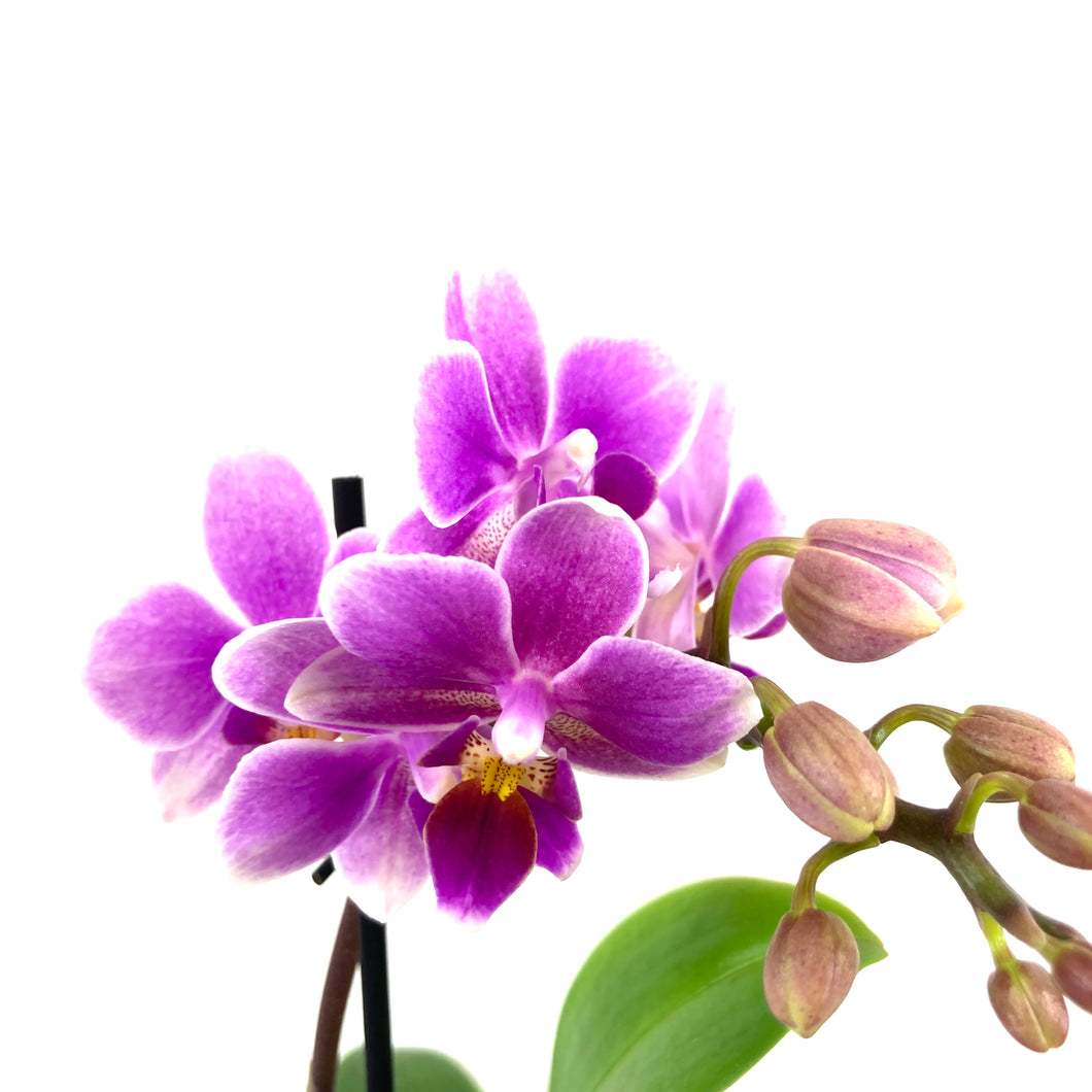 Orchid, 2.5in - Floral Acres Greenhouse & Garden Centre