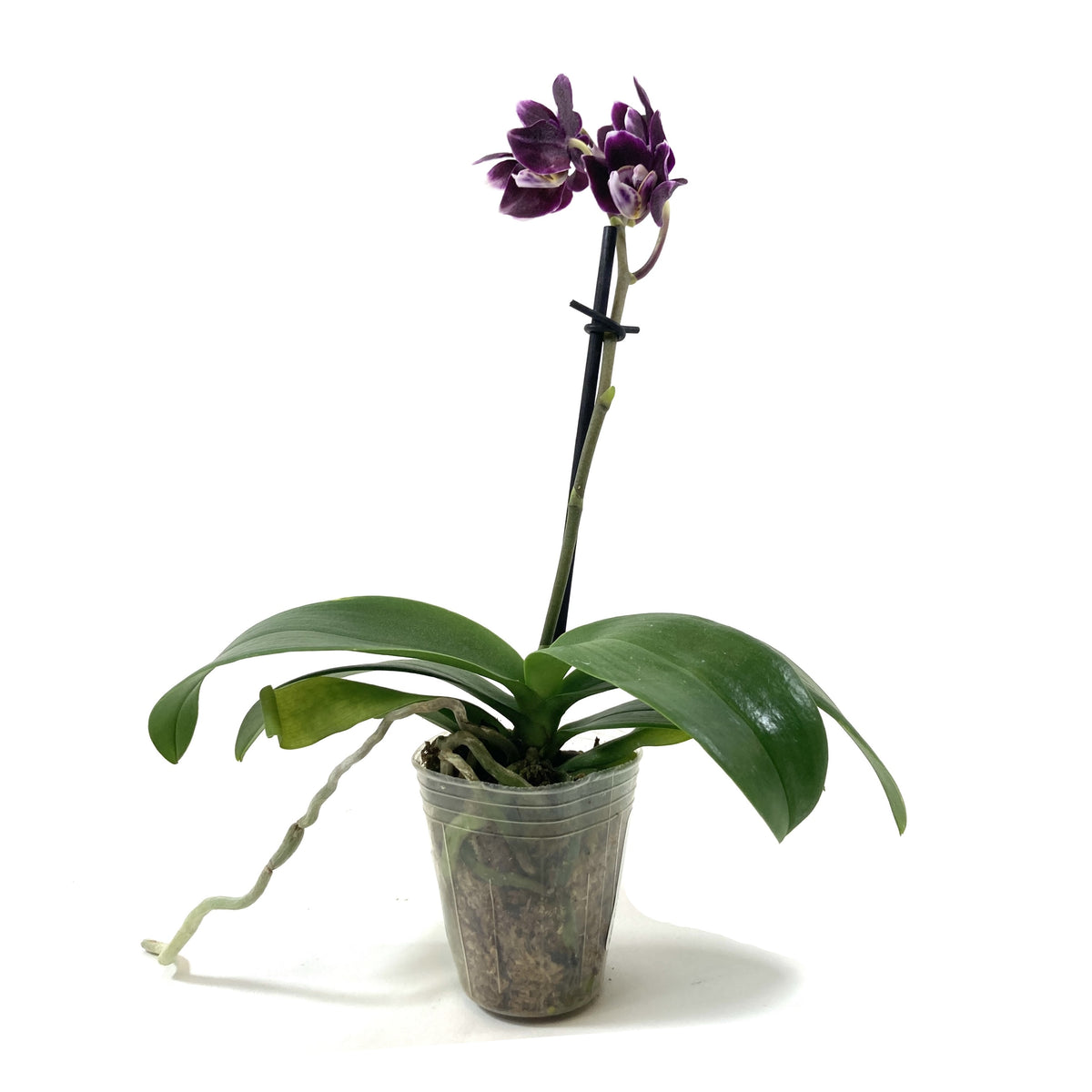 Orchid, 2.5in - Floral Acres Greenhouse & Garden Centre
