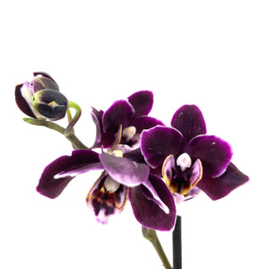 Orchid, 2.5in - Floral Acres Greenhouse & Garden Centre