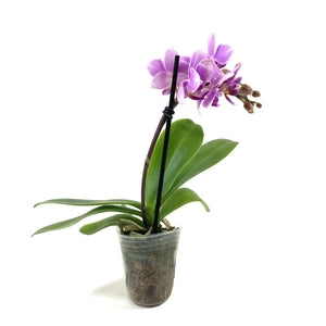 Orchid, 2.5in - Floral Acres Greenhouse & Garden Centre