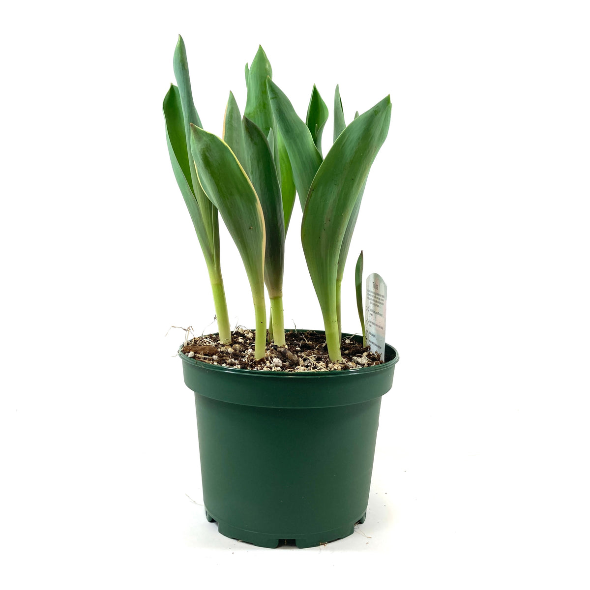 Tulip, 6in, Couleur Cardinal Planted Bulb - Floral Acres Greenhouse & Garden Centre
