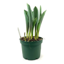 Load image into Gallery viewer, Tulip, 6in, Bright Sightl Planted Bulb - Floral Acres Greenhouse &amp; Garden Centre
