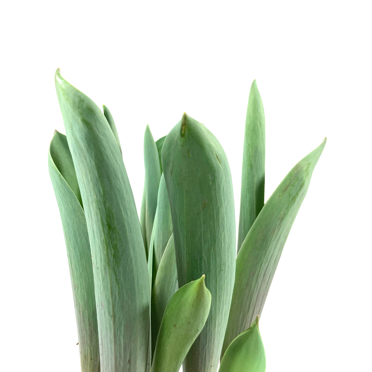 Tulip, 6in, Bright Sightl Planted Bulb - Floral Acres Greenhouse & Garden Centre
