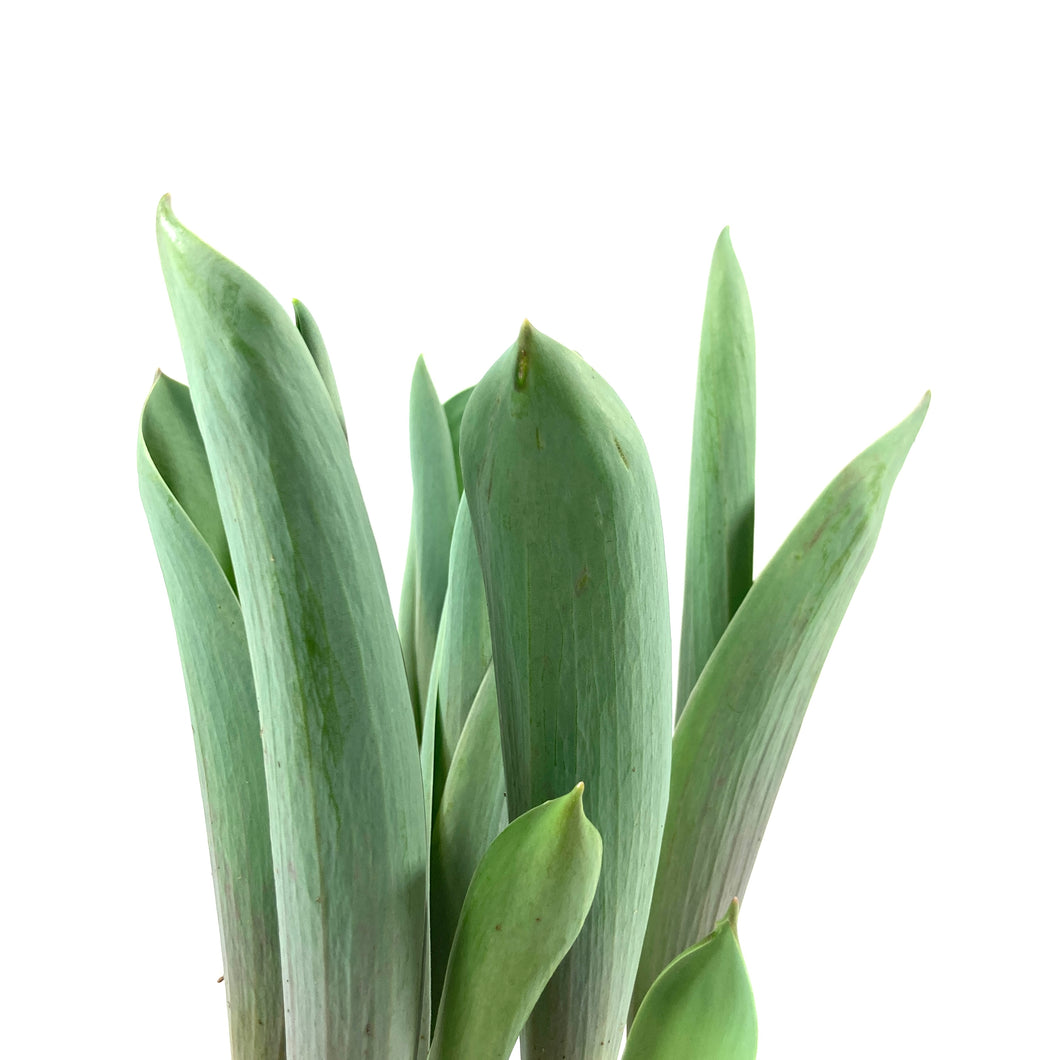 Tulip, 6in, Bright Sightl Planted Bulb - Floral Acres Greenhouse & Garden Centre