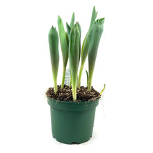 Load image into Gallery viewer, Tulip, 6in, Planted Bulb, Assorted Colours - Floral Acres Greenhouse &amp; Garden Centre

