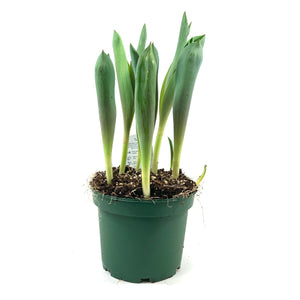 Tulip, 6in, Planted Bulb, Assorted Colours - Floral Acres Greenhouse & Garden Centre