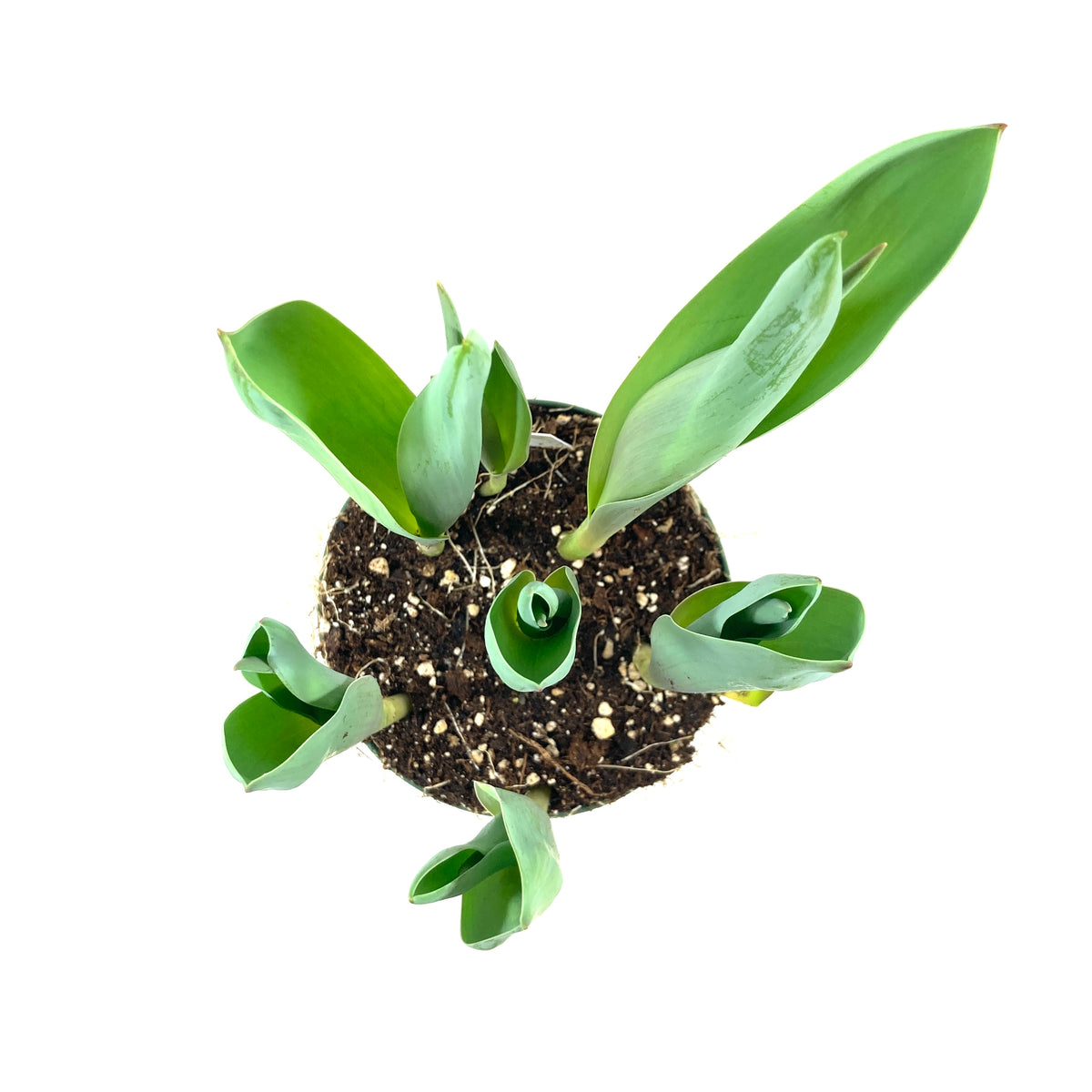 Tulip, 6in, Planted Bulb, Assorted Colours - Floral Acres Greenhouse & Garden Centre