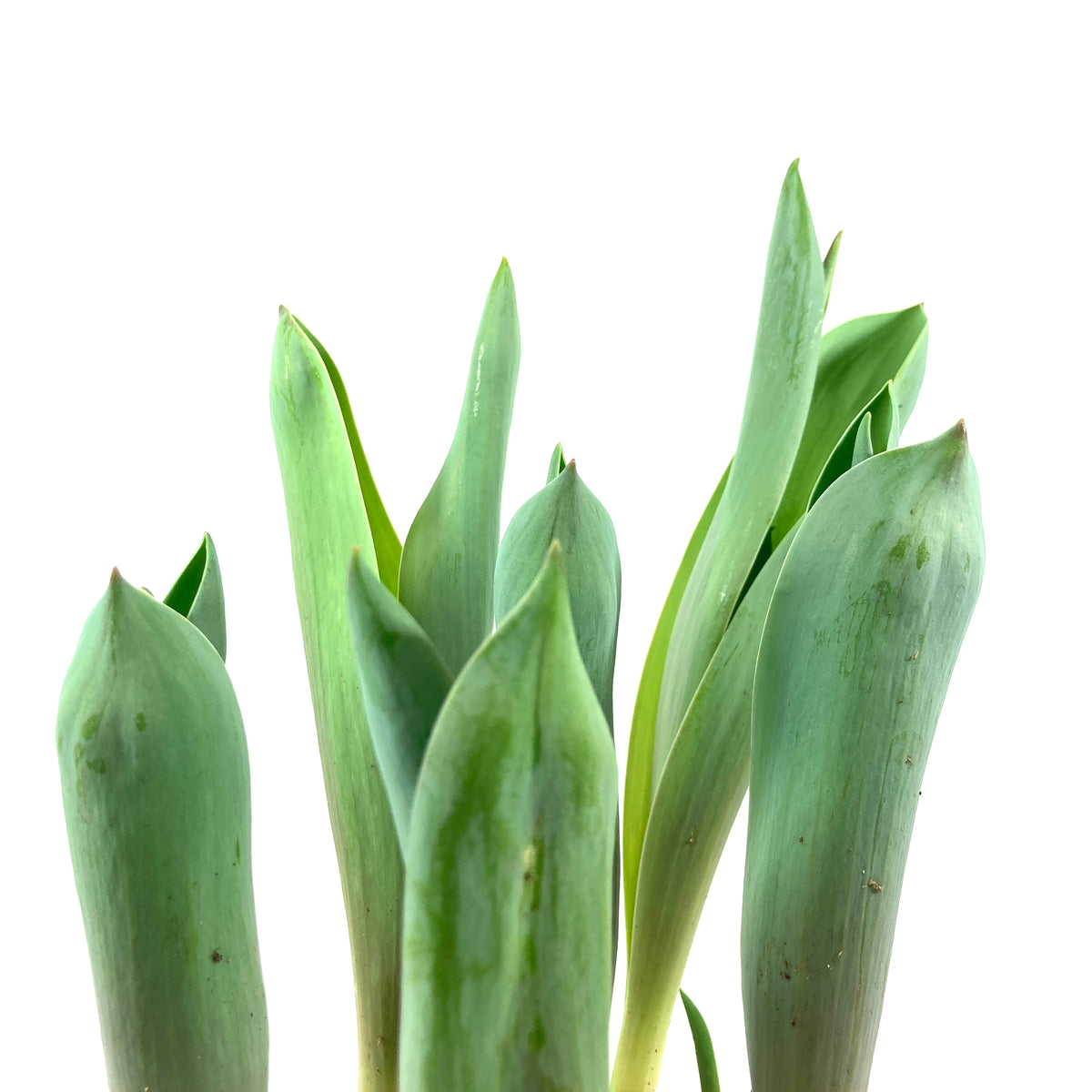 Tulip, 6in, Planted Bulb, Assorted Colours - Floral Acres Greenhouse & Garden Centre