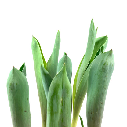 Tulip, 6in, Planted Bulb, Assorted Colours - Floral Acres Greenhouse & Garden Centre
