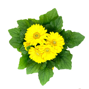 Gerbera Daisy, 4in, with Pot Cover - Floral Acres Greenhouse & Garden Centre