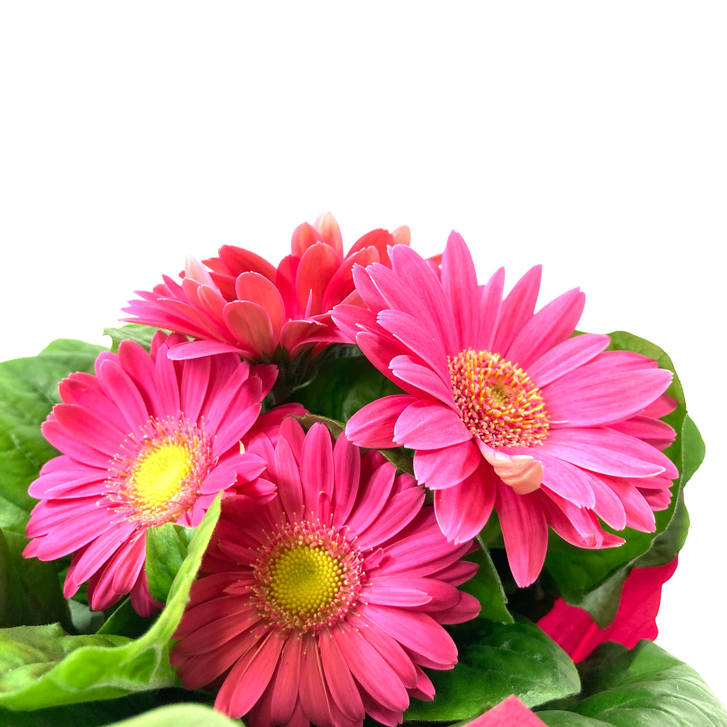 Gerbera Daisy, 4in, with Pot Cover - Floral Acres Greenhouse & Garden Centre