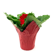 Load image into Gallery viewer, Gerbera Daisy, 4in, with Pot Cover - Floral Acres Greenhouse &amp; Garden Centre
