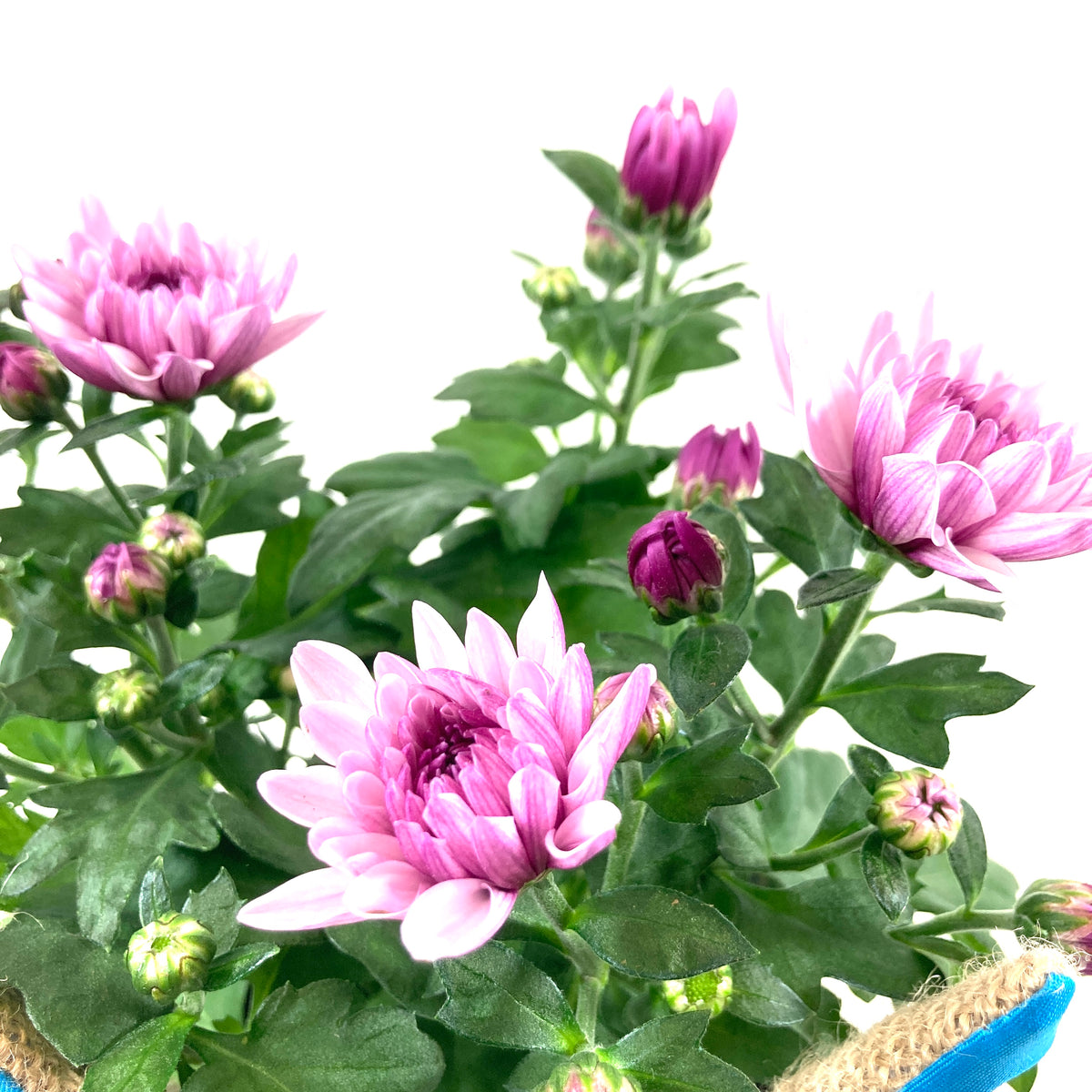 Pot Mum, 4in, Burlap Bunny Ears/Tail, Assorted - Floral Acres Greenhouse & Garden Centre