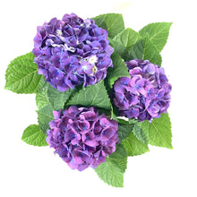 Load image into Gallery viewer, Hydrangea, 6in, with Pot Cover - Floral Acres Greenhouse &amp; Garden Centre
