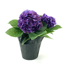 Load image into Gallery viewer, Hydrangea, 6in, with Pot Cover - Floral Acres Greenhouse &amp; Garden Centre
