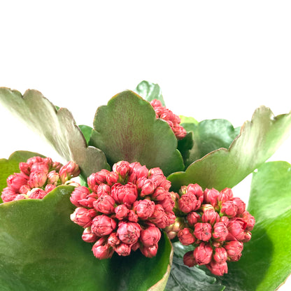 Easter Planter, 4in Bunny Box - Floral Acres Greenhouse & Garden Centre