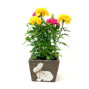 Easter Planter, 4in Bunny Box - Floral Acres Greenhouse & Garden Centre