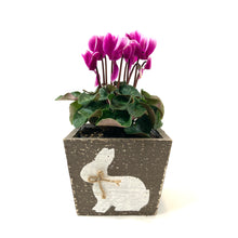 Load image into Gallery viewer, Easter Planter, 4in Bunny Box - Floral Acres Greenhouse &amp; Garden Centre
