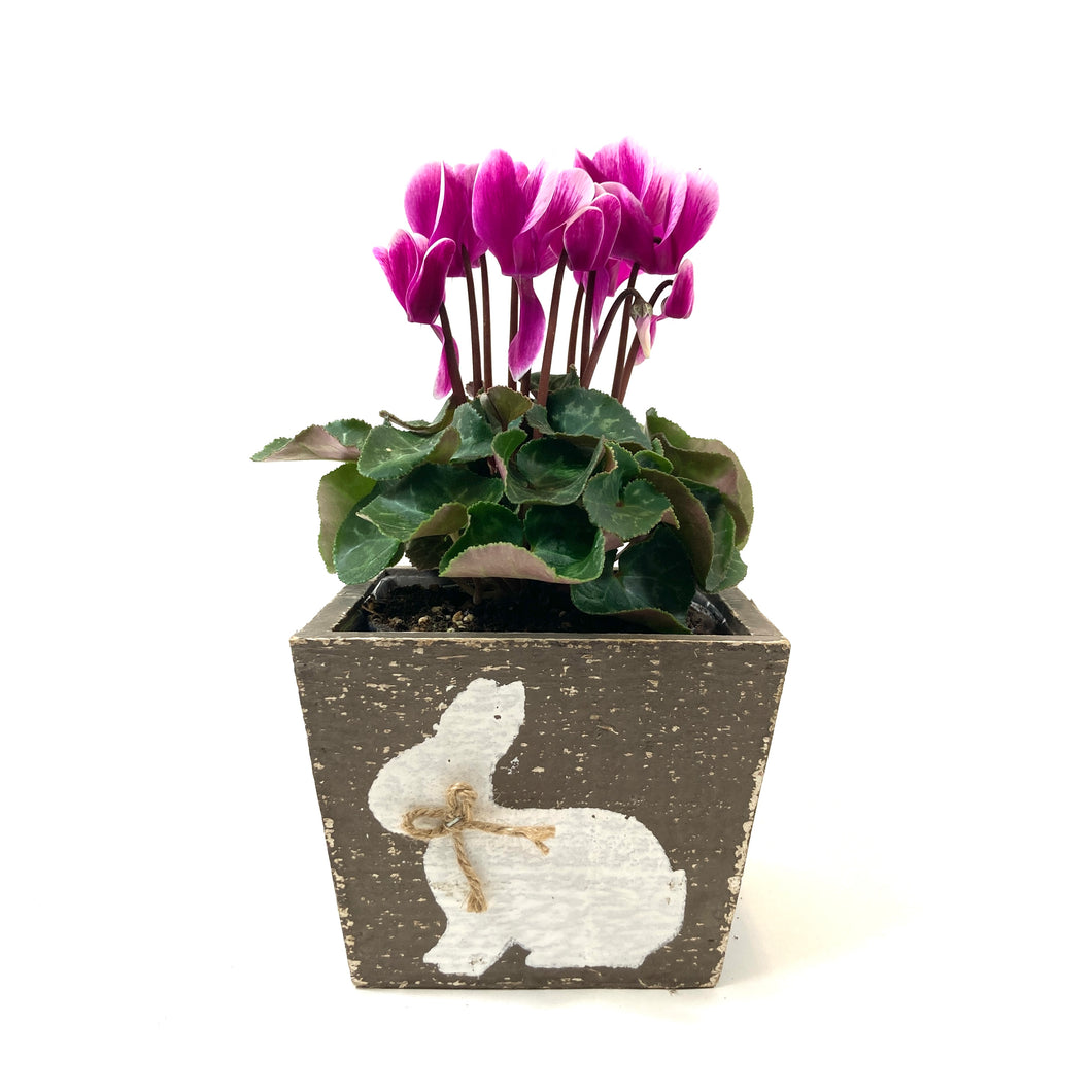 Easter Planter, 4in Bunny Box - Floral Acres Greenhouse & Garden Centre