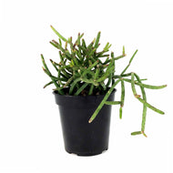 Cactus, 9cm, Rhipsalis Grandiflora - Floral Acres Greenhouse & Garden Centre