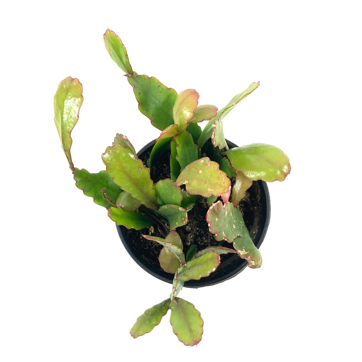 Cactus, 9cm, Rhipsalis Rhombea - Floral Acres Greenhouse & Garden Centre