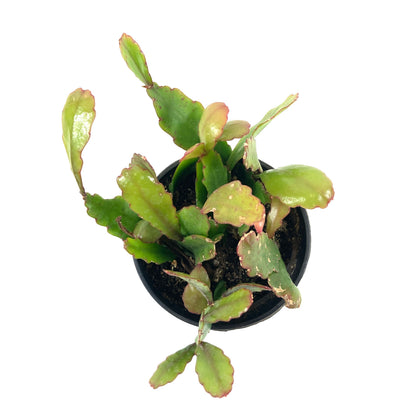 Cactus, 9cm, Rhipsalis Rhombea - Floral Acres Greenhouse & Garden Centre