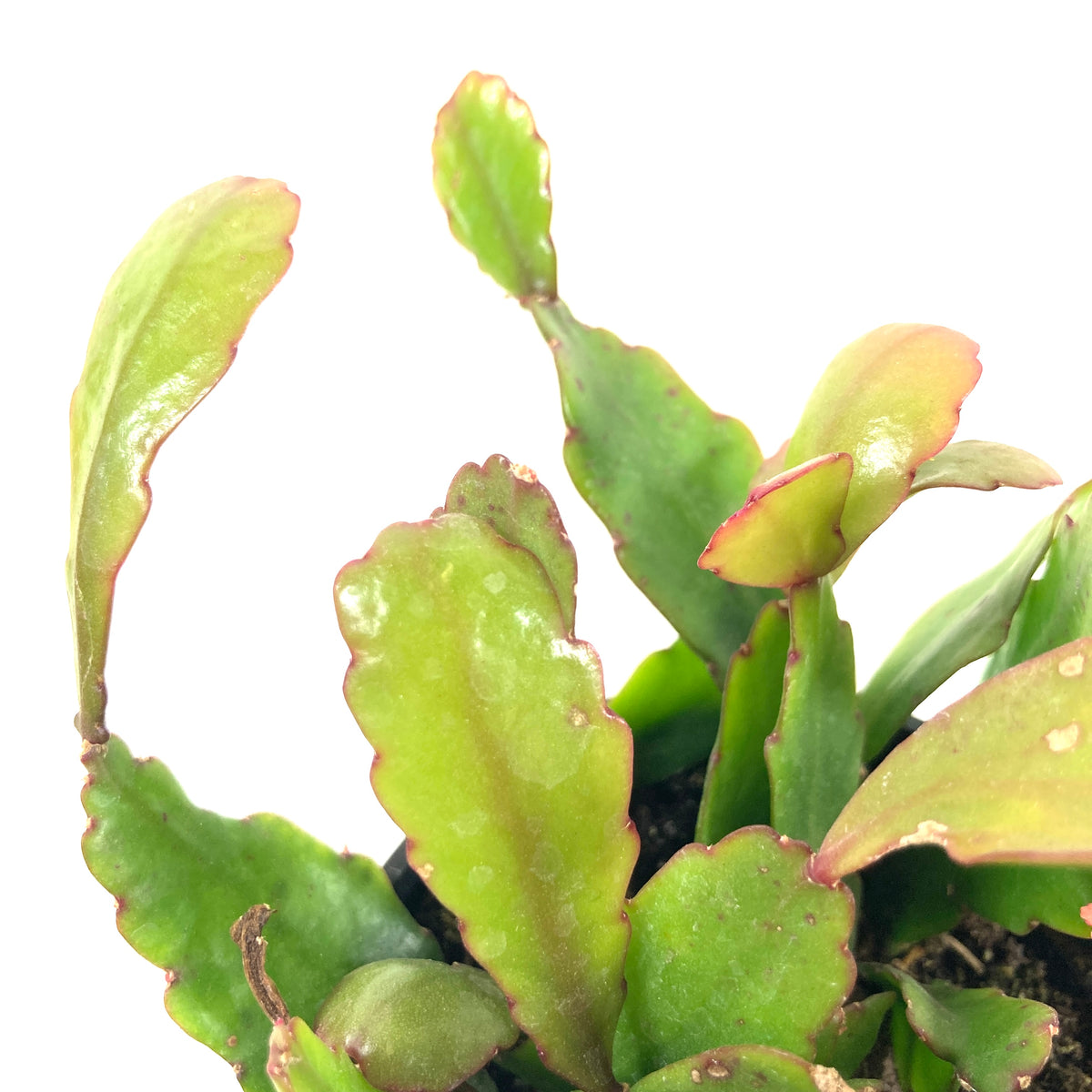 Cactus, 9cm, Rhipsalis Rhombea - Floral Acres Greenhouse & Garden Centre