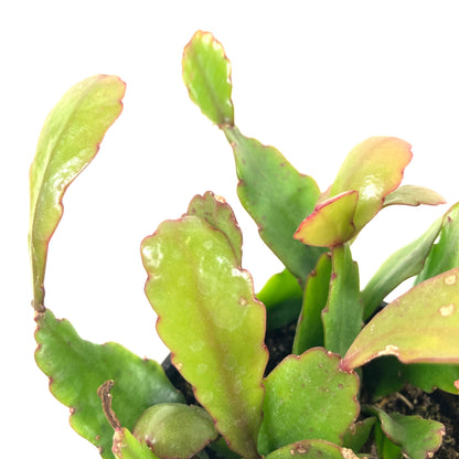 Cactus, 9cm, Rhipsalis Rhombea - Floral Acres Greenhouse & Garden Centre