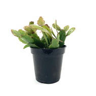 Cactus, 9cm, Rhipsalis Rhombea - Floral Acres Greenhouse & Garden Centre