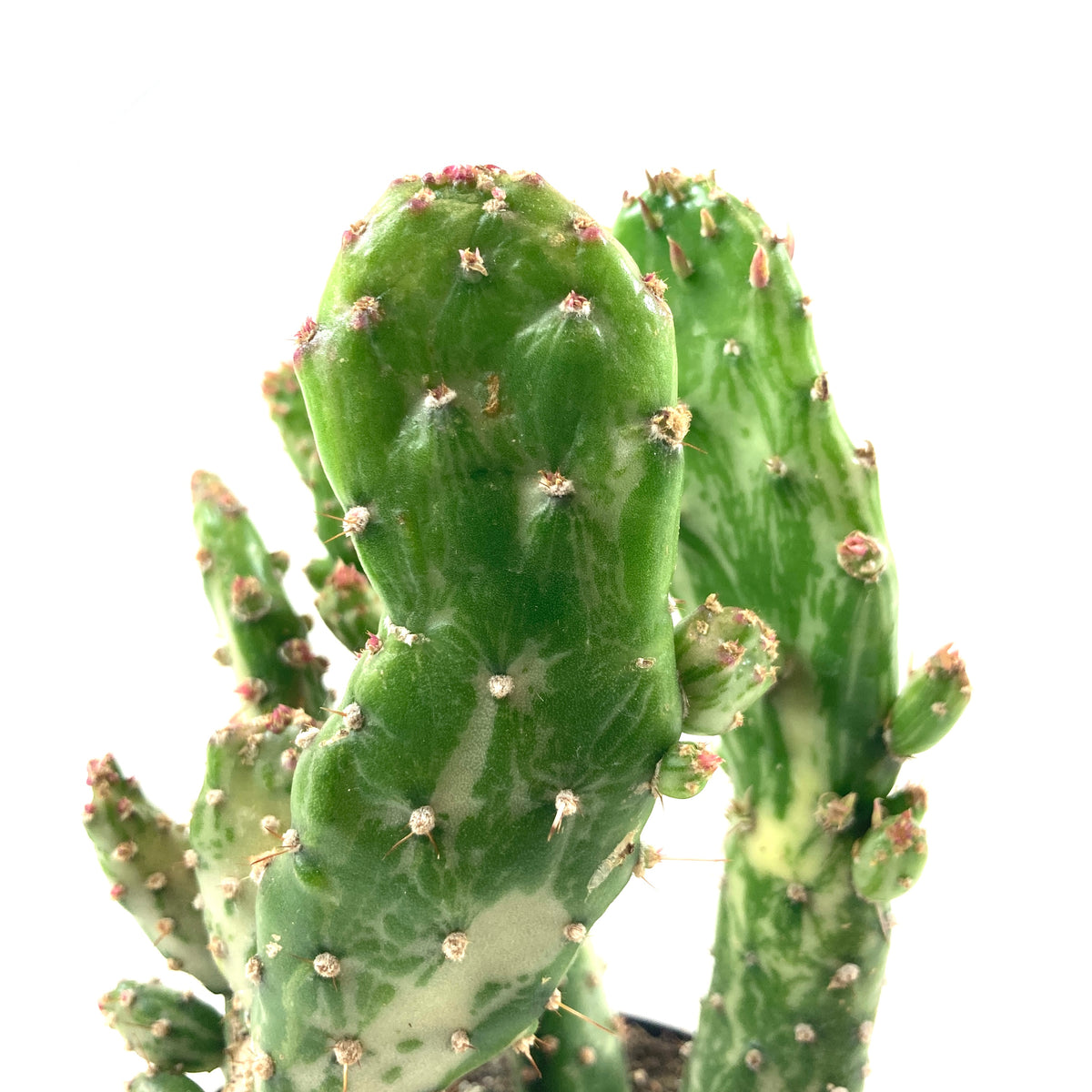 Cactus, 9cm, Opuntia 'Variegated Joseph's Coat' - Floral Acres Greenhouse & Garden Centre