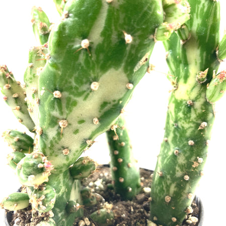 Cactus, 9cm, Opuntia 'Variegated Joseph's Coat' - Floral Acres Greenhouse & Garden Centre