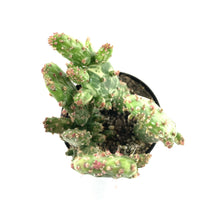 Load image into Gallery viewer, Cactus, 9cm, Opuntia &#39;Variegated Joseph&#39;s Coat&#39; - Floral Acres Greenhouse &amp; Garden Centre
