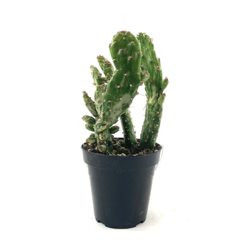 Cactus, 9cm, Opuntia 'Variegated Joseph's Coat' - Floral Acres Greenhouse & Garden Centre