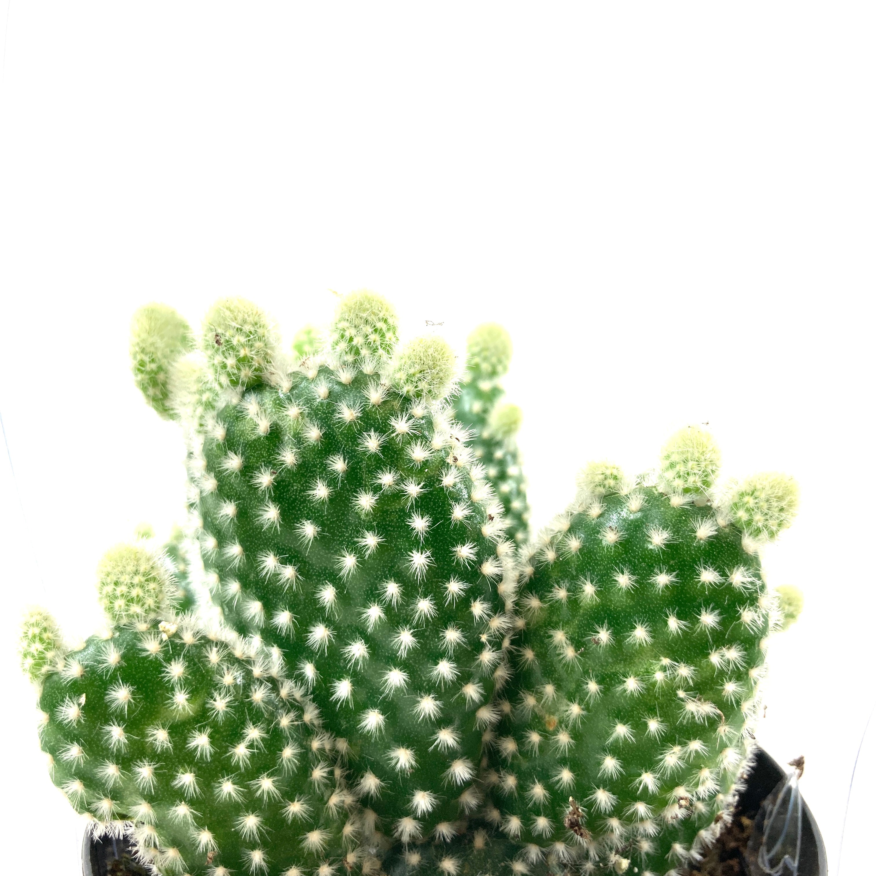 Cactus, 9cm, O. microdasys albata 'Angel Wings' – Floral Acres Greenhouse &  Garden Centre