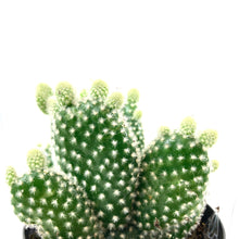 Load image into Gallery viewer, Cactus, 9cm, O. microdasys albata &#39;Angel Wings&#39; - Floral Acres Greenhouse &amp; Garden Centre
